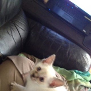 かわいい仔です！よろしくおねがいします。