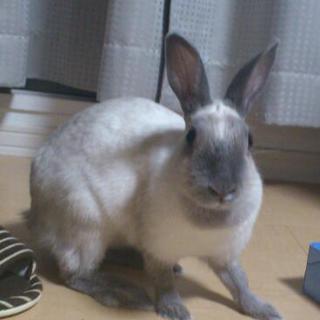 白っぽいウサギ♀（3歳）里親募集です。