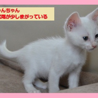 *急募*　白猫2匹。優しい飼い主さん募集！！（ありがとうございました）