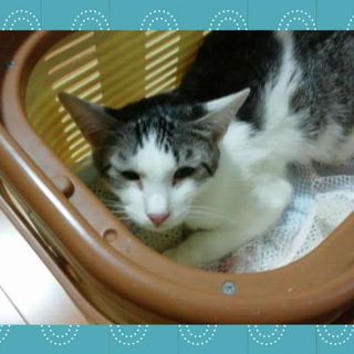 どうか家族にしてください！