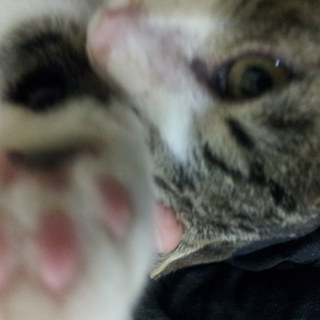 猫の里親さん募集