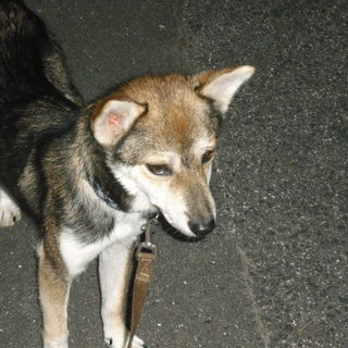 里親様募集。大人しくておっとりした男の子です。