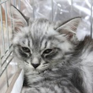 半長毛で美形の女の子