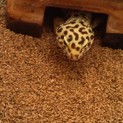 ヒョウモントカゲモドキ（レオパードゲッコウ）の里親募集中です