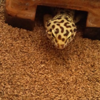 ヒョウモントカゲモドキ（レオパードゲッコウ）の里親募集中です