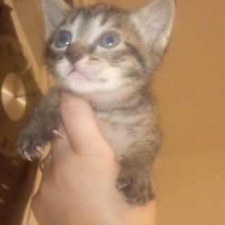 里親さんがみつまりました！ありがとうございました！