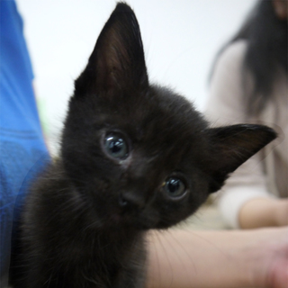 元気いっぱいな子ネコ！