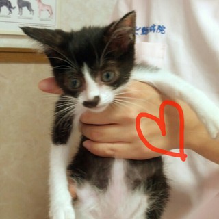 ﾊｰﾄﾏｰｸの女の子