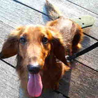    甘えん坊な子です。 