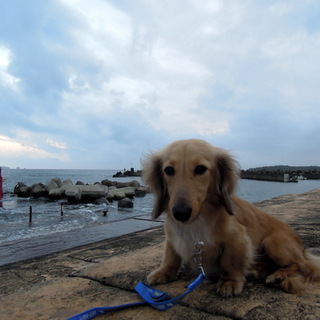 Ｍダックス　無駄吠えがなく、おとなしいです