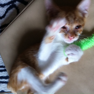 仔猫の里親募集