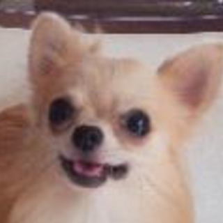 チワワ6頭の里親さん募集！