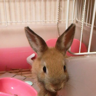 ネザーランドドワーフ