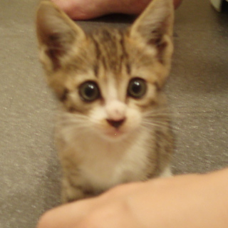 至急！お願い！