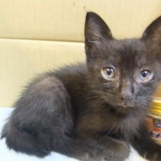 かわいい黒猫です。里親募集中！