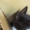 かわいい黒猫です。里親募集中！ サムネイル2
