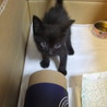かわいい黒猫です。里親募集中！ サムネイル3