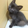かわいい黒猫です。里親募集中！ サムネイル4