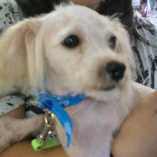 人が大好き・トイプードルｘマルチーズMIX