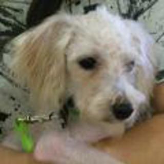 【皮膚病完治】小さく元気・人が大好き・トイプーMIX