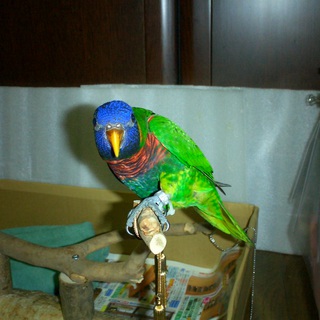 人なつこいゴシキセイガイ