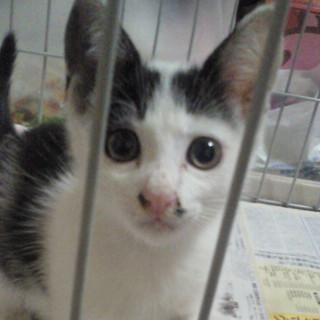 里親募集してます！