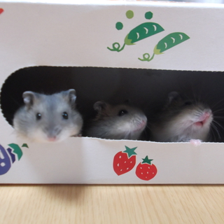 3匹の里親を募集しています。