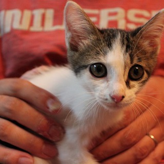 活発でかわいらしいオスです