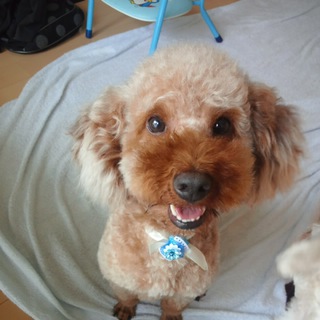 トイプードル２歳