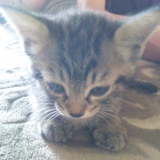 里親様募集中（３匹）