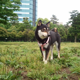 優しい飼主さん探しています