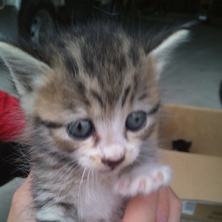 里親募集中です