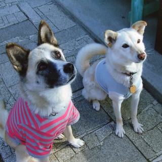 人懐っこい女の子です☆