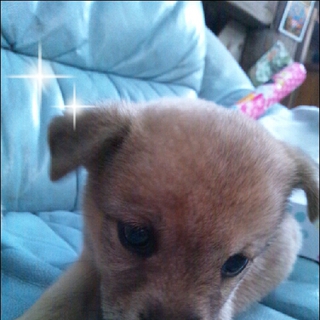 生後1ヶ月柴系雑種