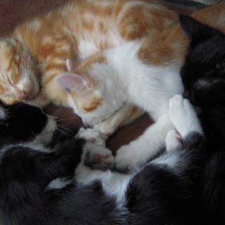 子猫の里親になって下さい