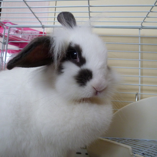 緊急募集、期限切迫！！撫でられるのが大好きなロップイヤーの里親さまを募集中です。