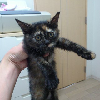 福岡県福岡市猫里親募集！