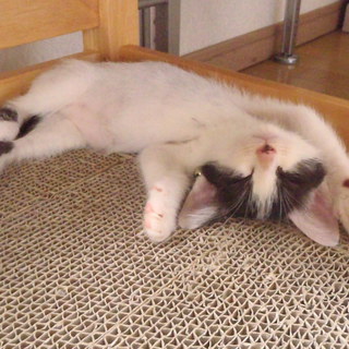 子猫の里親募集中です。