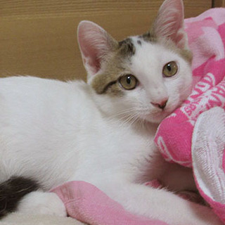 【オス】キジ白【子猫】