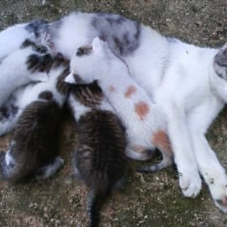 かわいい子猫の兄妹です