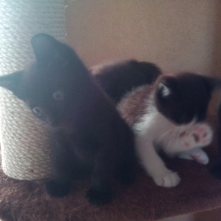 黒猫くん＆ハチワレちゃん。