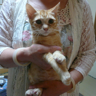 ★子猫1匹いてます★