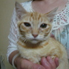 ★子猫1匹いてます★ サムネイル2