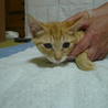 ★子猫1匹いてます★ サムネイル6