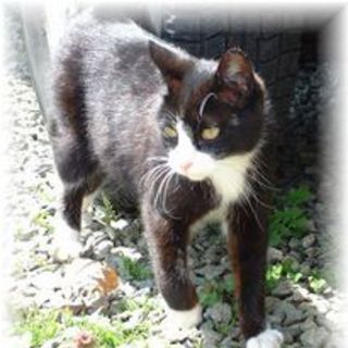 大人しい猫ちゃんです。