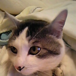 甘えん坊のオス猫です