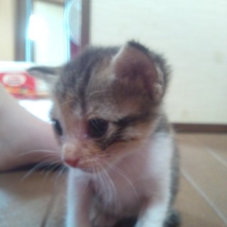 子猫の里親探しています