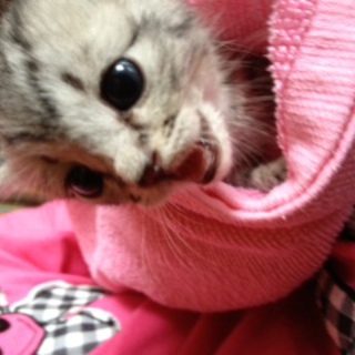 家族になってくださる方さがしています