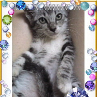 子猫の里親募集中