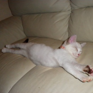 シャム似の女の子　りかちゃん